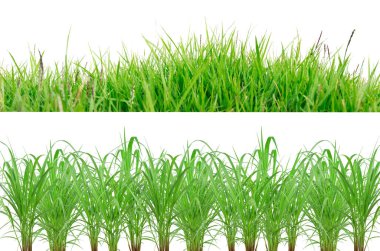 Yeşil Çim Sınırı beyaz arka planda izole edildi.