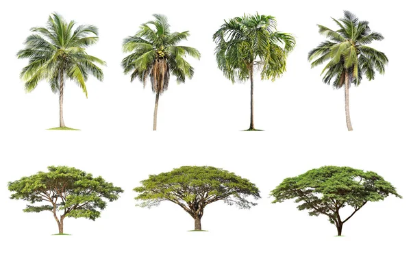 Hindistan cevizi ve palmiye ağaçları, beyaz arka planda izole edilmiş yağmur ağaçları. , — Stok fotoğraf
