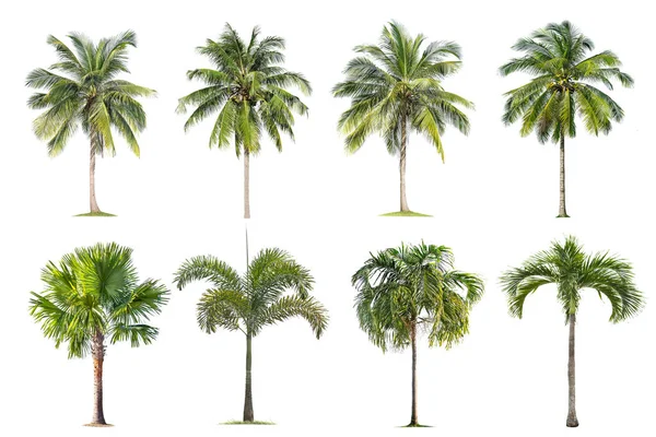 Kokosové a Palmové stromy izolovaný strom na bílém pozadí , — Stock fotografie