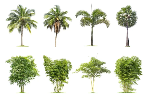Coco e palma, árvores de bambu Árvore isolada sobre fundo branco — Fotografia de Stock