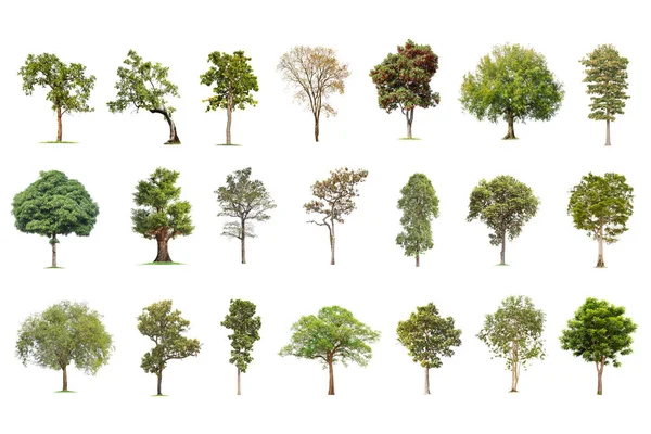 Велике Дерево Білому Тлі Збірка Дерев Тропічні Дерева Ізольовані Дизайну — стокове фото