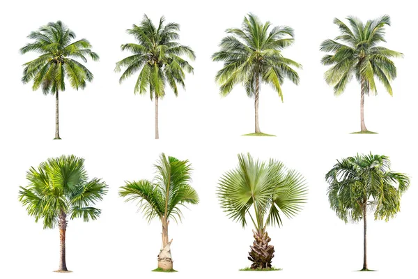 Kokosové Palmy Izolovaný Strom Bílém Pozadí Kolekce Stromů Velké Stromy — Stock fotografie