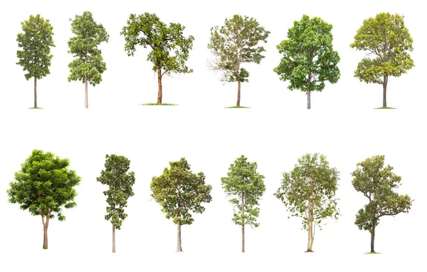 Árvore Grande Isolado Fundo Branco Colecção Árvores Árvores Tropicais Isoladas — Fotografia de Stock