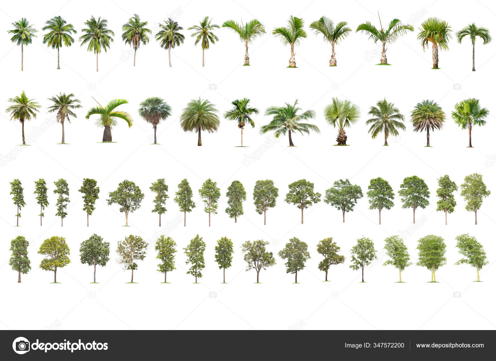 Coco Palmeiras Arvore Isolada Sobre Fundo Branco Colecao Arvores Grandes Fotos Imagens De C Ganchaonan1 Gmail Com 347572200