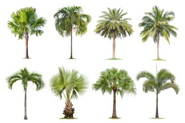Hindistan cevizi ve beyaz arka planda izole edilmiş palmiye ağaçları, ağaç koleksiyonu. Yazın büyük ağaçlar yetişiyor, gövdeyi büyük yapıyor..