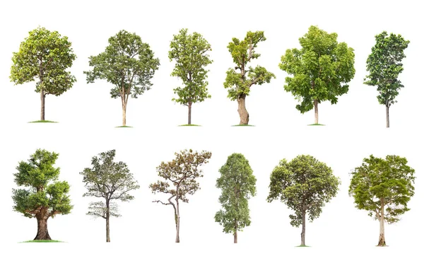 Isolated Big Tree White Background Collection Trees Tropical Trees Isolated — Stock Photo, Image