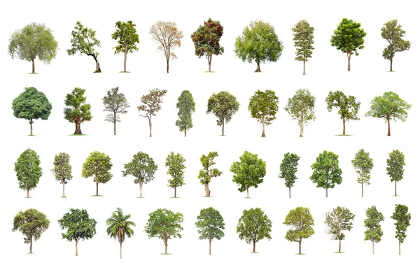 Изолированное Большое Дерево Белом Фоне Коллекция Деревьев Тропические Деревья Используемые — стоковое фото