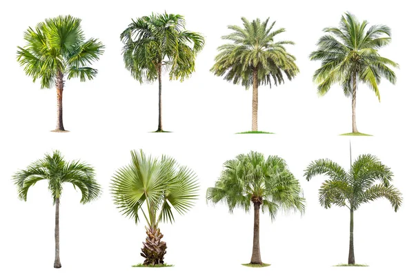 Kokos Palmbomen Geïsoleerde Boom Witte Achtergrond Collectie Bomen Grote Bomen — Stockfoto