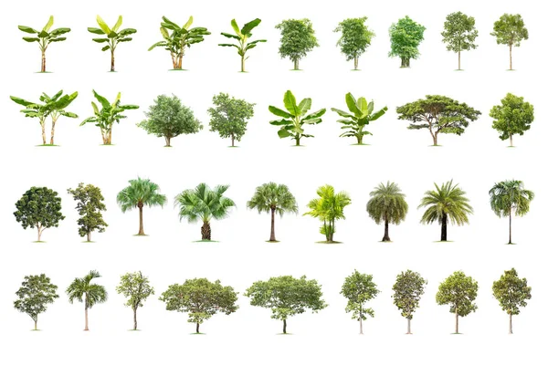 Isolated Big Tree White Background Collection Trees Large Trees Database — 스톡 사진