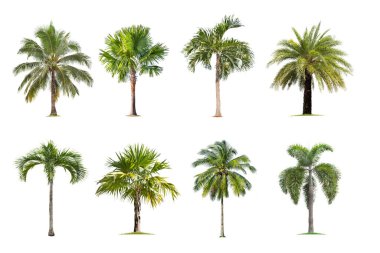 Hindistan cevizi ve beyaz arka planda izole edilmiş palmiye ağaçları, ağaç koleksiyonu. Yazın büyük ağaçlar yetişiyor, gövdeyi büyük yapıyor..