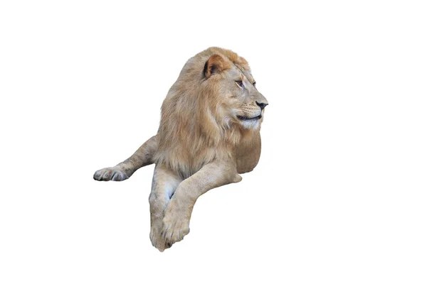 León Acostado Mirando Panthera Leo Aislado Sobre Blanco — Foto de Stock
