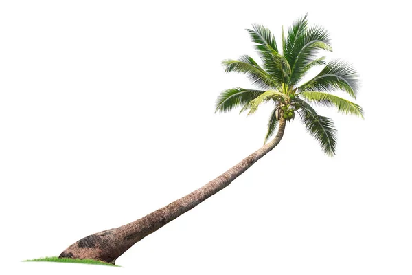 Izolowane Drzewo Kokosowe Białym Tle Tanie Drzewa Kokosowe Ekonomiczne Uprawy — Zdjęcie stockowe