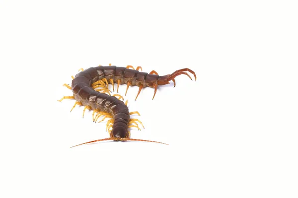 Mille Pattes Scolopendra Mille Pattes Isolés Sur Fond Blanc Vue — Photo