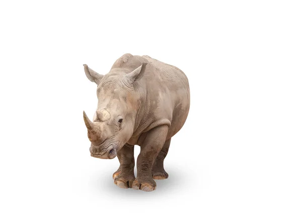 Rhinoceros Isolated White Background Close View White Rhinoceros Also Called — Stock Photo, Image