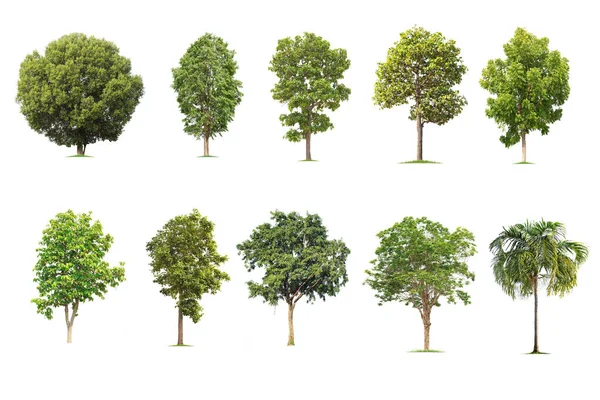 Árvore Grande Isolado Fundo Branco Colecção Árvores Árvores Tropicais Isoladas — Fotografia de Stock