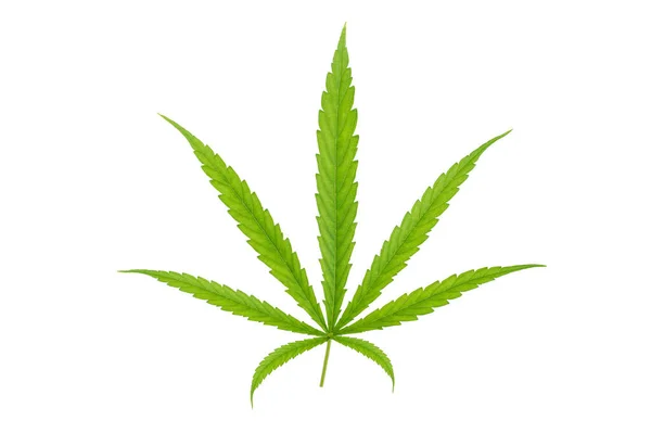 Green Cannabis Leaves Isolated White Background Growing Medical Marijuana — Stock Photo, Image