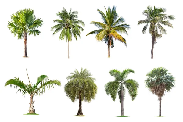 Kokosové Palmy Izolovaný Strom Bílém Pozadí Kolekce Stromů Velké Stromy — Stock fotografie