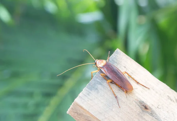 Kakkerlak Houten Natuur Onscherpe Achtergrond Ruimte Voor Tekstinvoer Reclamewerk Voor — Stockfoto