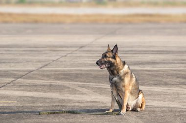 Kahverengi Alman çoban köpeği güneşli bir günde yolda oturuyor. Sınır askerleri, köpeğin ihlalleri tespit edip teröristleri etkisiz hale getirme yeteneğini gösteriyor..