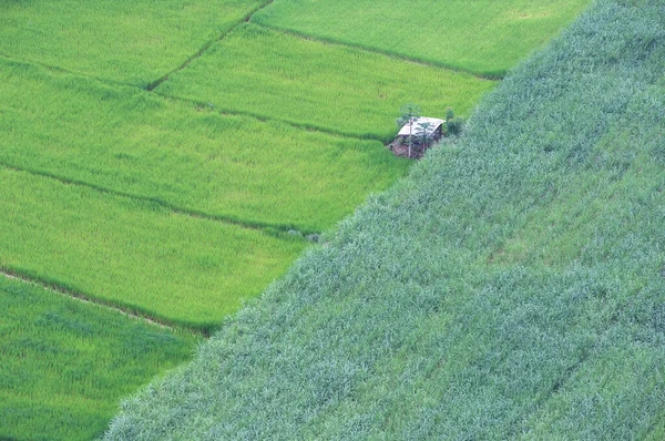 Aerial view or top view of Sugarcane or agriculture.green rice fields in countryside Land with grown plants of paddy.  in rural Ban Pong, Ratchaburi, Thailand