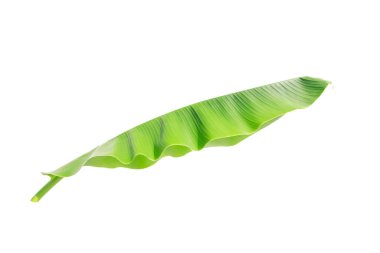 Bahçede tropik muz yaprağı dokusu, soyut yeşil yaprak, geniş palmiye yaprakları. Beyaz arkaplanda muz yaprağı izole,