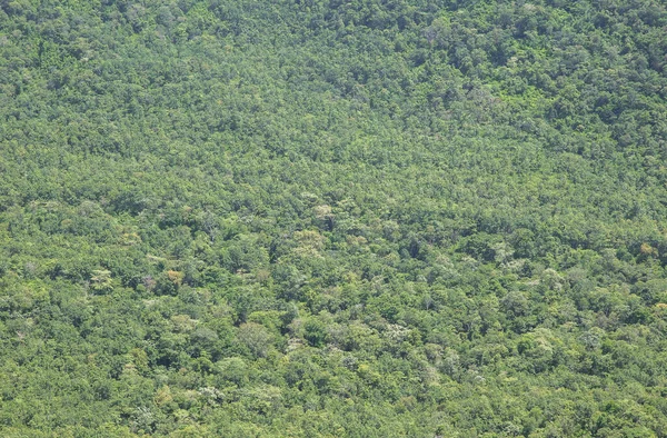 Ormandaki Yüksek Açılı Ağaç Manzarası Bahar Ormanlarında Renkli Ağaçlar Tepeden — Stok fotoğraf