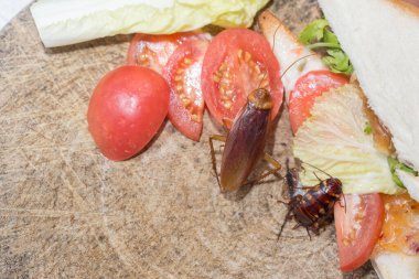Evdeki sorun hamamböceklerinin mutfakta yaşaması. Hamamböceği tahta kesim tahtasında kepekli ekmek yiyor. Hamamböcekleri hastalığın taşıyıcılarıdır..