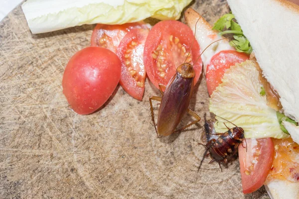 Problem House Because Cockroaches Living Kitchen Cockroach Eating Whole Wheat — Stock Photo, Image