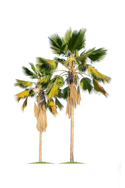 Isolierte Große Palme Auf Weißem Hintergrund Große Palmen Datenbank Botanischer — Stockfoto