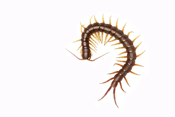 Tausendfüßer Scolopendra Tausendfüßer Isoliert Auf Weißem Hintergrund Die Draufsicht Eines — Stockfoto