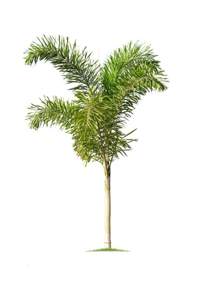 Palmeira Foxtail Palm Isolada Sobre Fundo Branco Árvores Tropicais Isoladas — Fotografia de Stock
