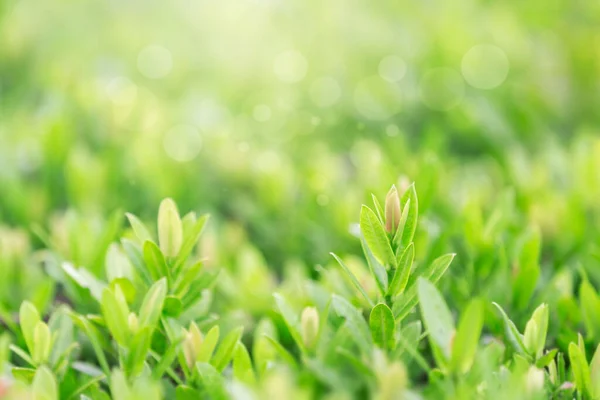 Nahaufnahme Natur Ansicht Des Grünen Blattes Auf Verschwommenem Grün Hintergrund — Stockfoto