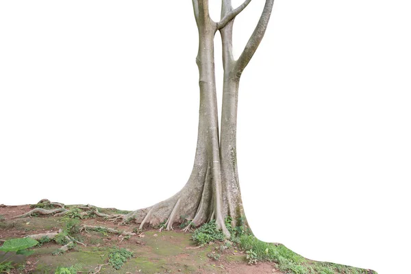 Árvore Grande Isolado Fundo Branco Árvores Tropicais Isoladas Utilizadas Para — Fotografia de Stock