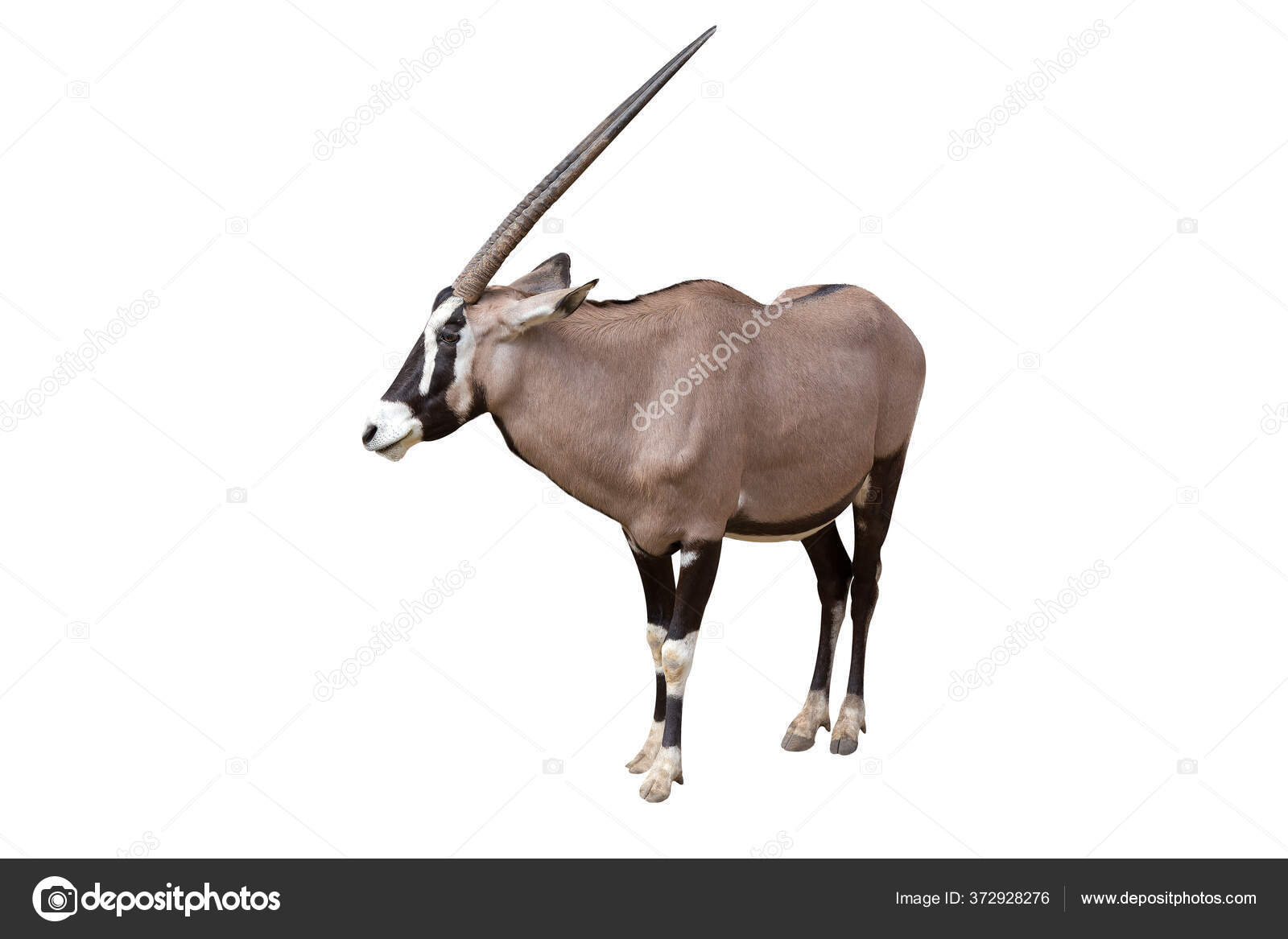 Gemsbok Oryx Gazella Isoleret Hvid Baggrund Enhver Flere Afrikanske Pattedyr  — Stockfoto © ganchaonan1@gmail.com #372928276, image size:1600x1167
