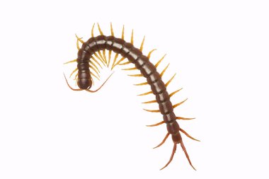 Kırkayak (Scolopendra sp.) Kırkayak beyaz arka planda izole edilmiş. Canlı bir kırkayağın en üst görüntüsü, yüksek çözünürlüklü görüntüler bir stüdyo odasında çekilmiştir.