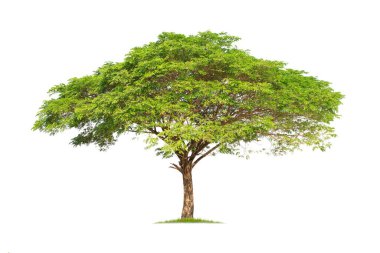Maymun Kapsülü, Doğu Hindistan Ceviz Ağacı. Samanea saman ağacı beyaz arkaplanda izole. 