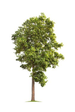  Beyaz Arkaplan 'da izole edilmiş büyük bir ağaç. Tasarım, reklam ve mimari için kullanılan tropikal ağaçlar