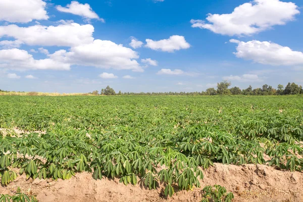 Kassava Plantage Jordbruk Odling Kassava Raden Kassava Träd Fält Och — Stockfoto