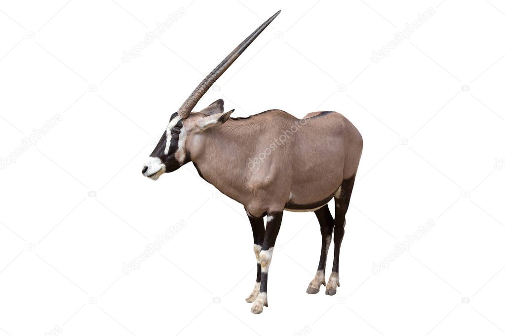 Gemsbok (Oryx gazella) isolated on White Background. Any of several African mammals of the family Bovidae distinguished by hollow horns, which, unlike deer, they do not shed.