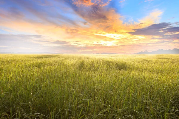 Reisfeld Und Himmelshintergrund Bei Sonnenuntergang Mit Sonnenstrahlen Bio Reisfeld Hintergrund — Stockfoto