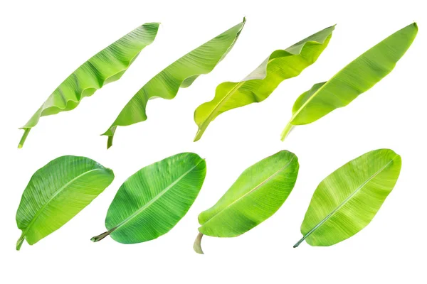 Tropické Banánové Listy Textury Zahradě Sbírka Banánových Listů Abstraktní Zelený — Stock fotografie