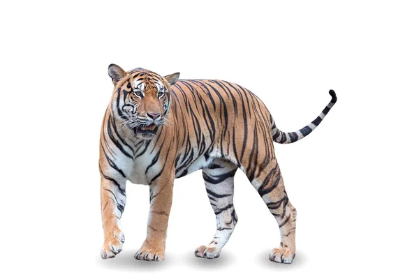 Tigre Real Caminhando Sobre Fundo Branco Grande Tigre Macho Habitat — Fotografia de Stock