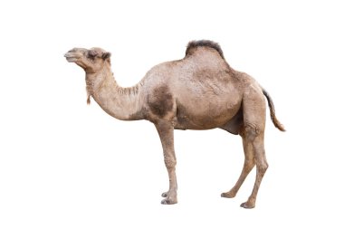 Beyaz arka planda izole edilmiş Arap devesi, dromedary veya Arap devesi