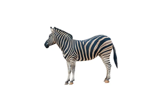 Young Beautiful Zebra Isolated White Background Zebra Close Zebra Cutout — Stock Photo, Image