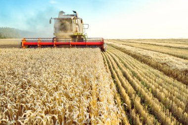 Buğday hasadını birleştirerek olgunlaşmış buğday toplar. Günbatımı bulutlu, turuncu gökyüzü arka planında olgun altın tarlalar. - Evet. Zengin hasat kavramı. Tarım imajı