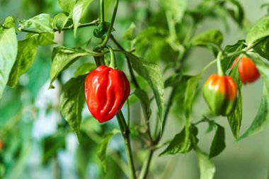 Habanero bitkisi taze, olgun habanero biberleri toplamaya hazır..