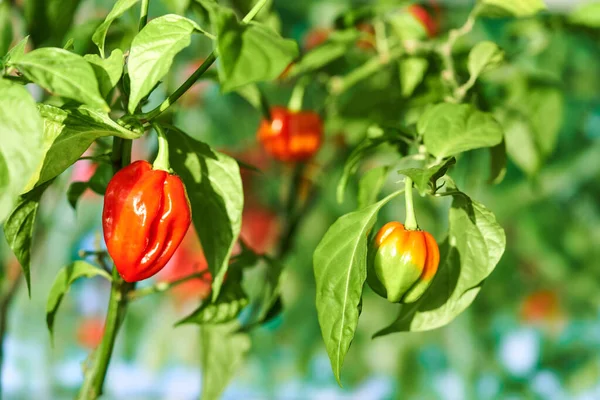 Habanero bitkisi taze, olgun habanero biberleri toplamaya hazır..