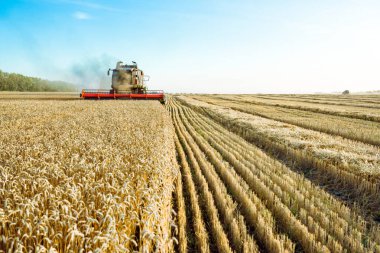 Buğday hasadını birleştirerek olgunlaşmış buğday toplar. Günbatımı bulutlu, turuncu gökyüzü arka planında olgun altın tarlalar. - Evet. Zengin hasat kavramı. Tarım imajı