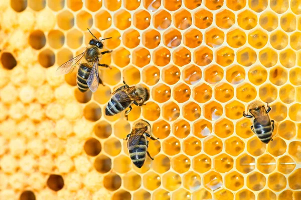 Macro foto de uma colmeia de abelhas em um favo de mel com copyspace. As abelhas produzem mel fresco, saudável . — Fotografia de Stock
