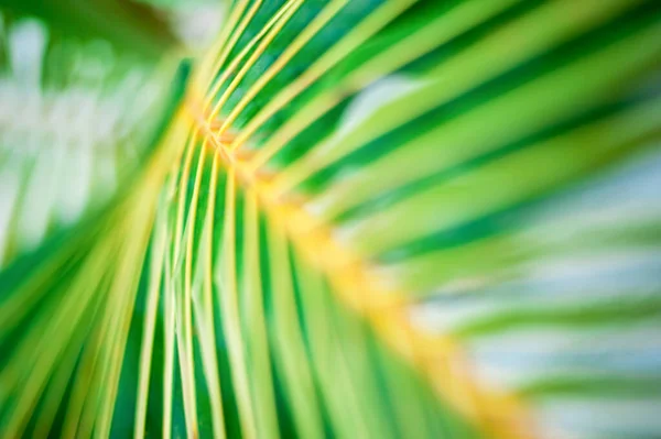 Primo piano con foglie di palma, Repubblica Dominicana, spiaggia soleggiata a Punta Cana, palme, costa — Foto Stock